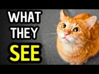 How Cats See Humans How Cats See Humans